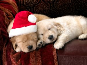 Sleeping dogs in Christmas