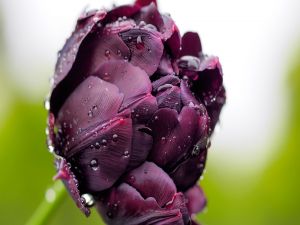 Dew drops over a purple tulip