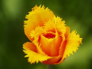 Yellow tulip