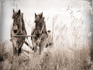 Horses pulling a cart