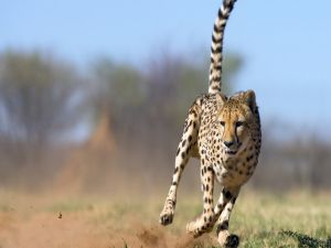 Fast cheetah