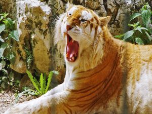 Tiger with mouth open