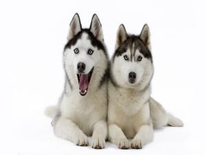 Two funny dogs