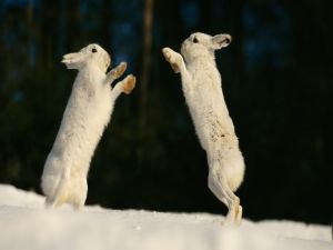 Two hares in snow