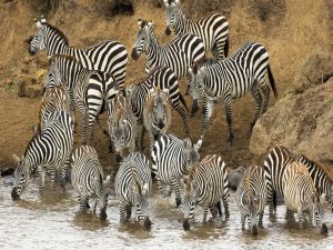 Group of zebras in the water