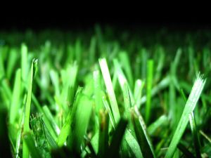 Lawn illuminated at night