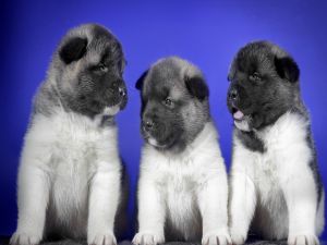 Three black and white puppies
