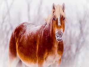 Horse with the loin covered with snow