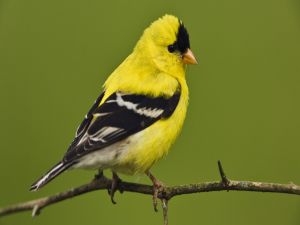 Yellow bird with black face