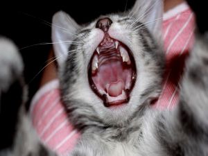 The mouth of a kitten