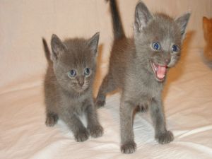 Angry kittens