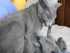 Kitten playing with his mom