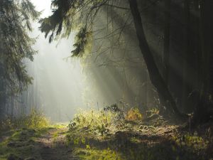 Sunlight enters the forest