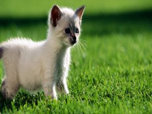Kitten on green grass