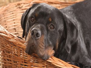 Rottweiler with sad face