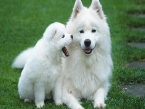 Two white dogs in the grass