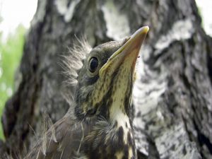 Beak of a bird