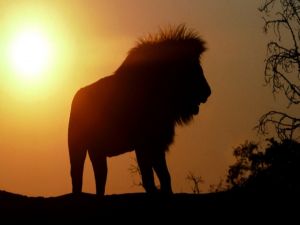 The sun and a lion