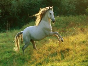 Horse running free