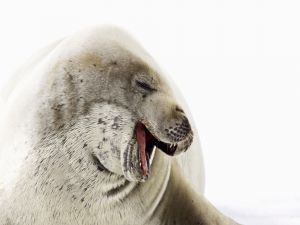 Seal with open mouth