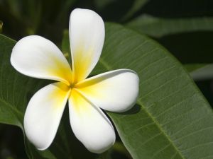 Flower of plumeria plant