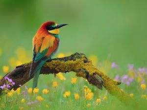 Multicolor bird perched on a branch