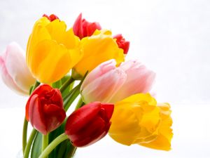 Tulips of three colors