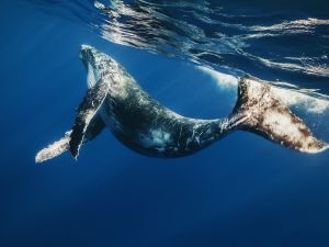 Little humpback whale