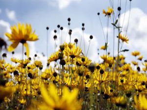 Field of yellow daisies