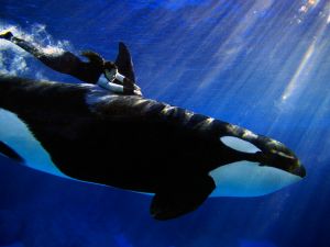 Woman clutching to the fin of a killer whale