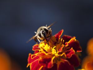 The face of a bee on flower