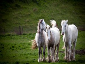 Four distinguished white horses