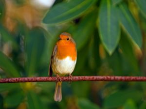 Bird with orange breast
