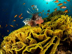 Lionfish and other fishes in the sea floor