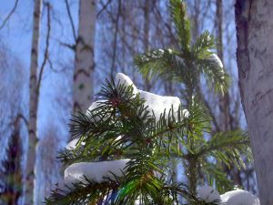 Snow over a pine