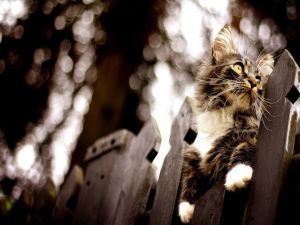 Cat on a wooden fence