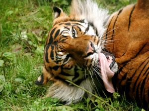 Tiger with tongue out