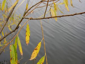 Yellowing leaves on branches