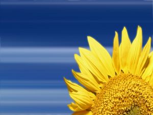 Sunflower on a blue background