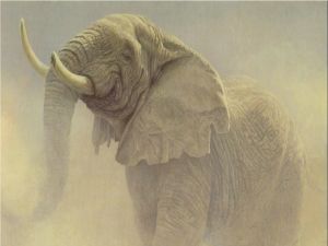 Old elephant