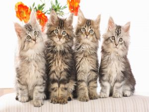 Four beautiful kittens