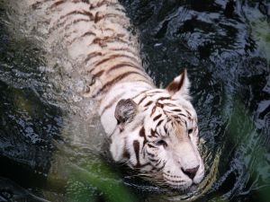 A white tiger in the water