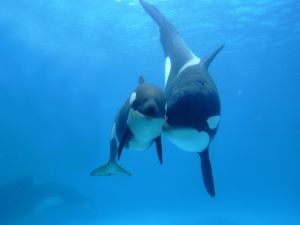 Two killer whales together