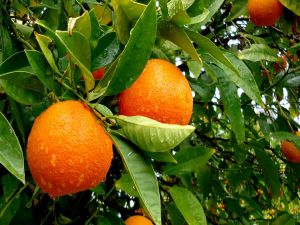 Oranges in tree