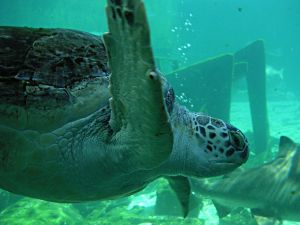 Sea turtle in an aquarium
