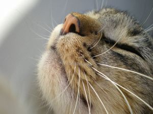 Cat with closed eyes