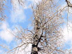 Leafless birch