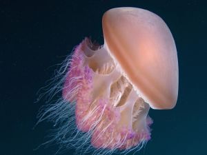 Rounded jellyfish