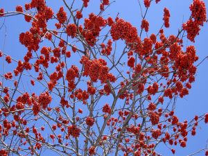 Tree with red seeds