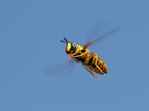 Bee flying